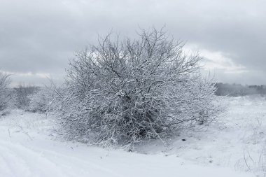 Kışın bir tarlada karla kaplanmış ağaç. 