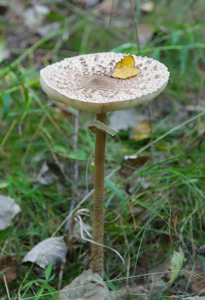 Cogumelo Comestível Guarda Chuva Crescendo Floresta — Fotografia de Stock