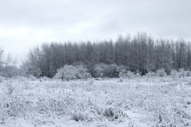 Avrupa kış karlı manzarası şehir dışında.