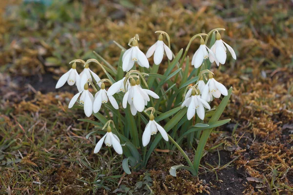 İlkbahar karları ormanda beyaz çiçeklerle açtı.. 