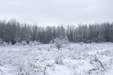 Şehrin dışındaki kış manzarası. Kardaki orman.. 