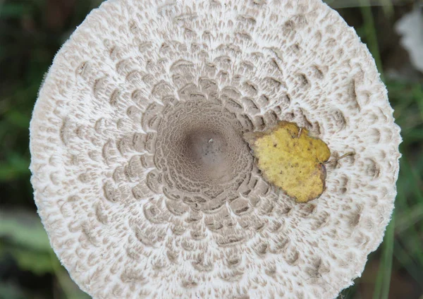 Edible Mushroom Umbrella Growing Forest — Stock Photo, Image