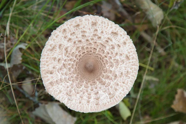 Cogumelo Comestível Guarda Chuva Crescendo Floresta — Fotografia de Stock