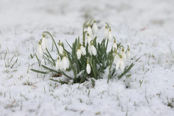 Waldschneeglöckchen Schnee Tag Stockbild