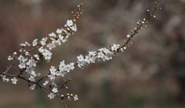 Beyaz çiçeklerle açan bir kiraz dalı. 