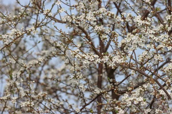 Beyaz çiçeklerle açan bir kiraz dalı. 