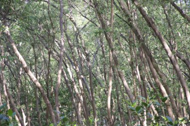 Stok fotoğraf sular altında ağaçlar mangrov yağmur ormanlarında.