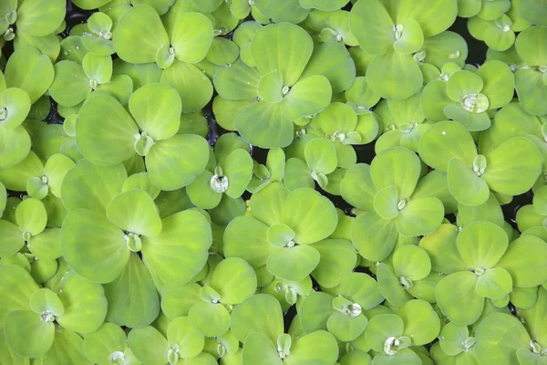 Stock Photo background duckweed on the water — Stock Photo, Image