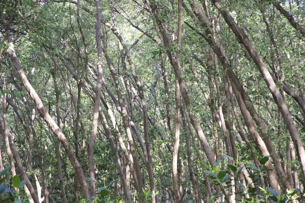 Foto d'archivio Alberi allagati nella foresta pluviale di mangrovie . — Foto Stock