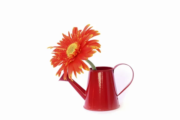 Foto d'archivio Bellissimo fiore di gerbera rosso in vaso isolato su sfondo bianco — Foto Stock