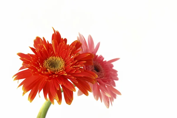 Stock Photo Beautiful red gerbera flower in vase isolated on white background — Stock Photo, Image