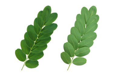 Bektaşi üzümü grubunun önünde, Phyllanthus Emblica yaprağı