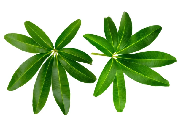 Folhas Verdes Isoladas Branco Como Uma Borda Ornamentada Natureza Panorâmica — Fotografia de Stock