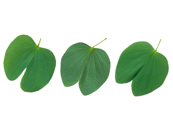 Set Green Leaf White Background Conceptual Abstract — Stock Photo, Image