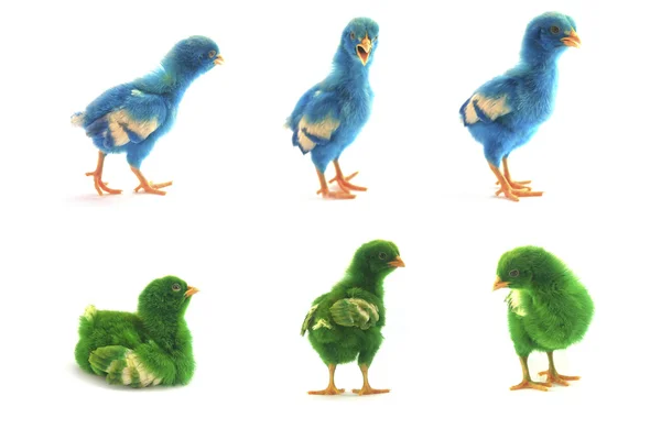 Colourful chicks on white background — Stock Photo, Image