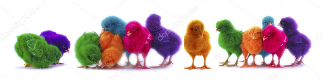 colourful chicks on white background