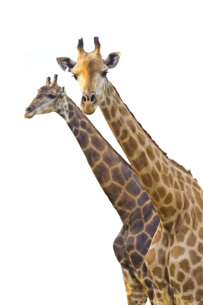 Жираф на белом фоне — стоковое фото