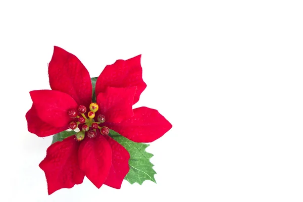 Hermosa poinsettia roja sobre fondo blanco . — Foto de Stock