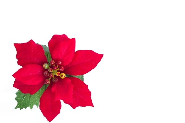 Bella poinsettia rossa su sfondo bianco . — Foto Stock