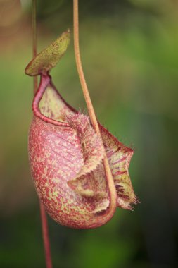 Nepenthes ampullaria, tropikal bir sürahi bitkiler bir ca cinsidir.
