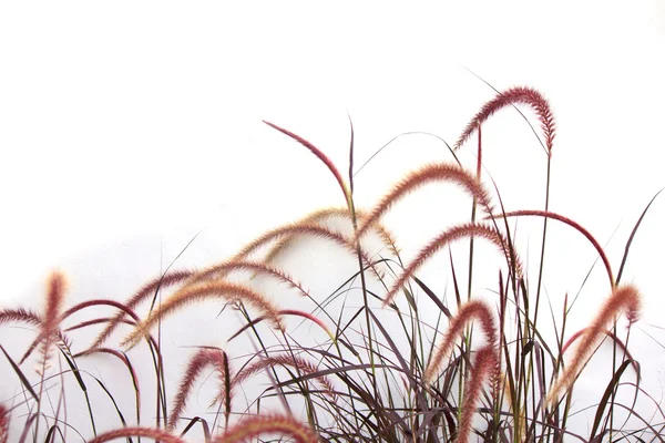 夏や春の草原. — ストック写真