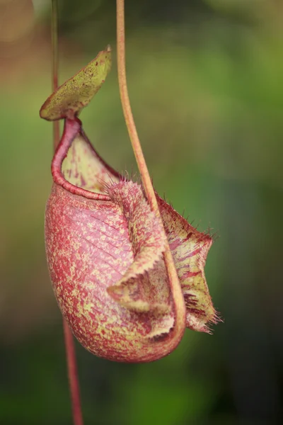 Nepenthes ampullaria, a tropical pitcher plants is a genus of ca — Stock Photo, Image