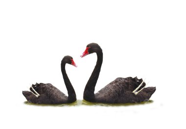 black swan swimming in water clipart