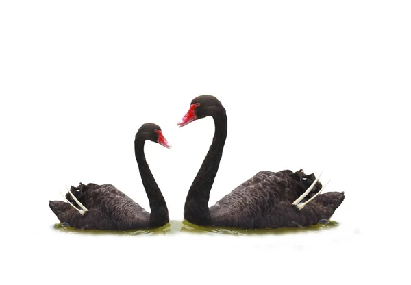 Black swan swimming in water — Stock Photo, Image