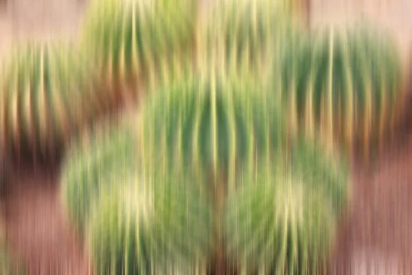 Cactus plant — Stock Photo, Image