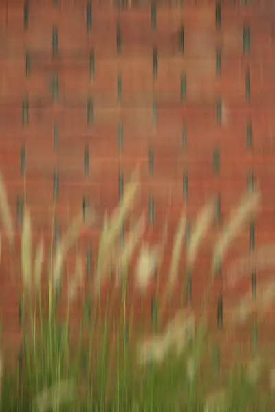Трава біля бетонної стіни — стокове фото