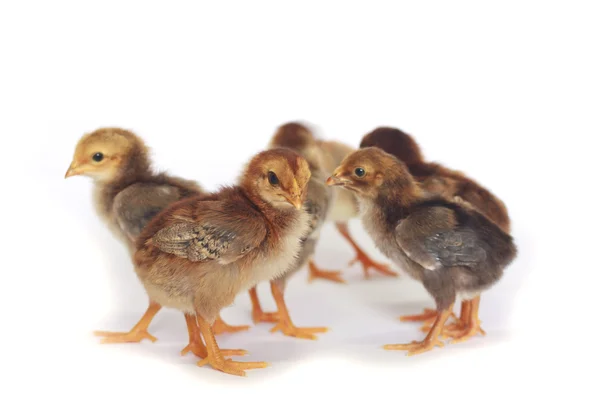 Baby kyckling - Stock bild — Stockfoto
