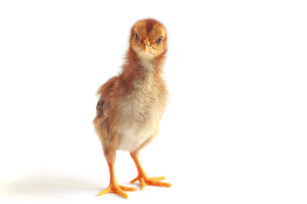 Baby Huhn - Archivbild — Stockfoto