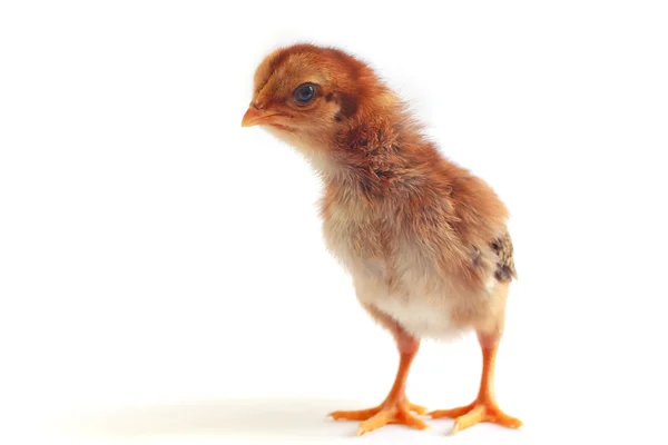 Baby kurczaka - czas obrazu — Zdjęcie stockowe