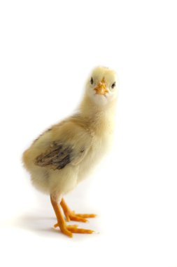 Kızgın görünümlü tavuk