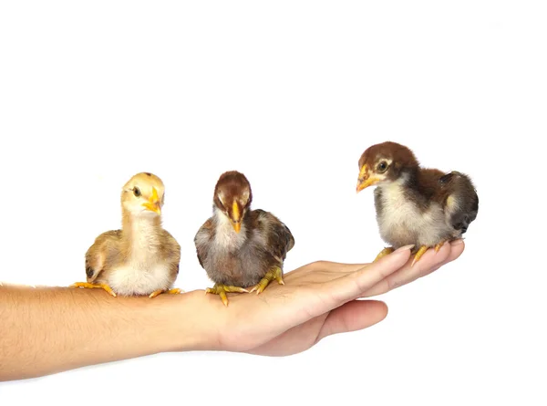 Pollito en la mano - Stock de imagen — Foto de Stock