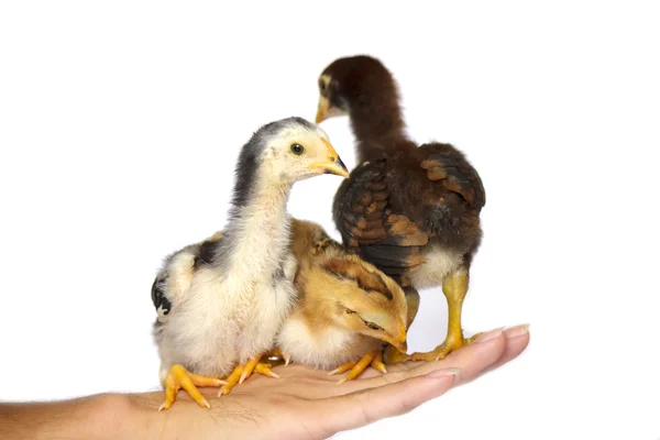 Chick in hand - Stock Image — Stock Photo, Image