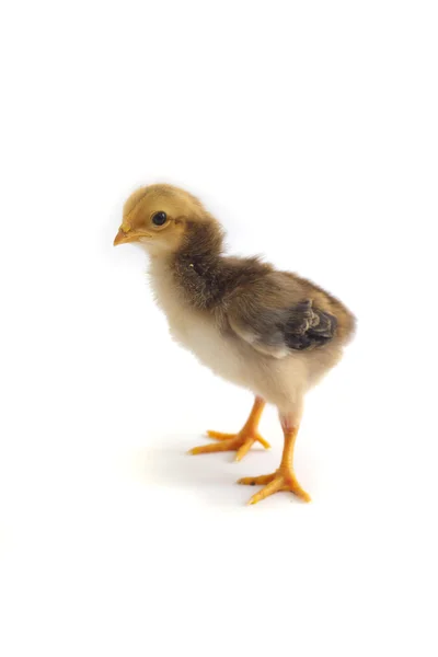 Kleine Hühner - Archivbild — Stockfoto