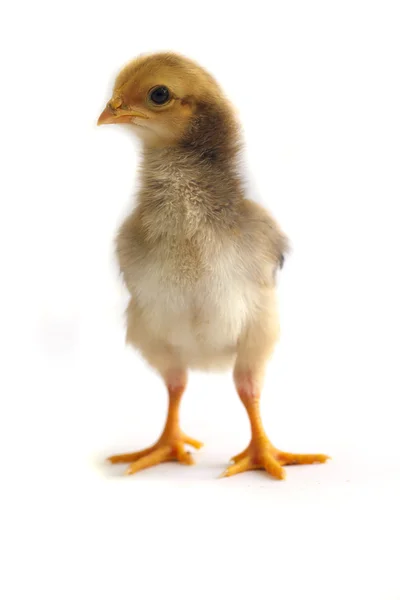 Μικρό κοτόπουλα - απόθεμα εικόνας — Φωτογραφία Αρχείου