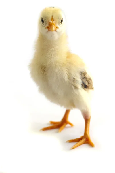 Wütend dreinblickendes Huhn — Stockfoto