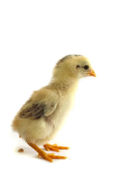 Angry looking chicken — Stock Photo, Image