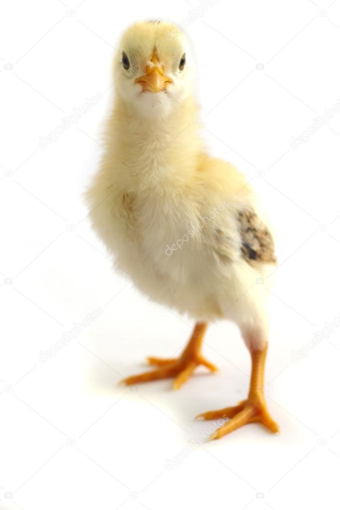 Angry looking chicken