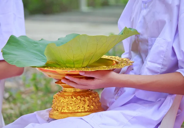 Vlasy na lotus listů zásobník od vysvěcení thajské Monk - skladem I — Stock fotografie