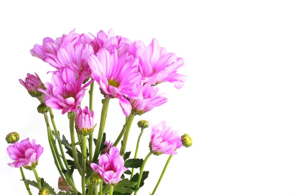 Rosa Chrysantheme - Archivbild — Stockfoto
