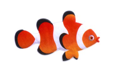 Gold stripe Maroon Clownfish - Premnas biaculeatus - Stock Image clipart