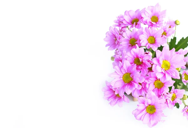 Crisantemo rosado - Stock de imagen — Foto de Stock