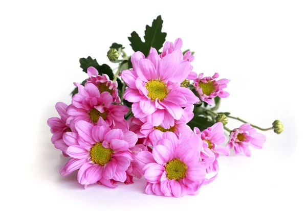 Chryzantéma růžová - Stock Image — Stock fotografie