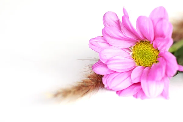 Pink chrysanthemum - Stock Image — Stock Photo, Image