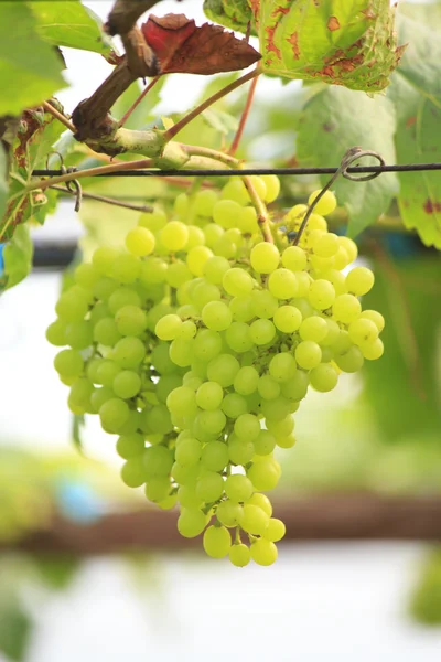 Uvas sin semillas maduran en el árbol Stock Photo —  Fotos de Stock