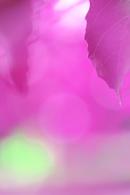 Bahar yeşil yaprakları kenarlık