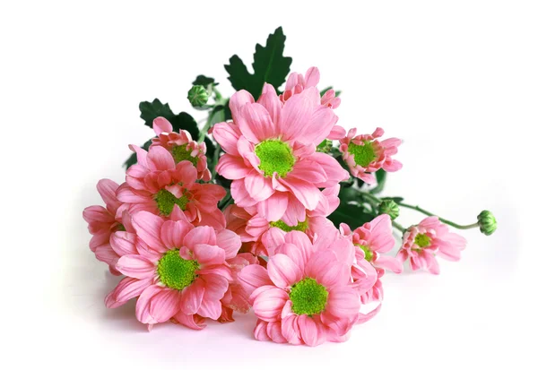 Розовая хризантема - Stock Image — стоковое фото